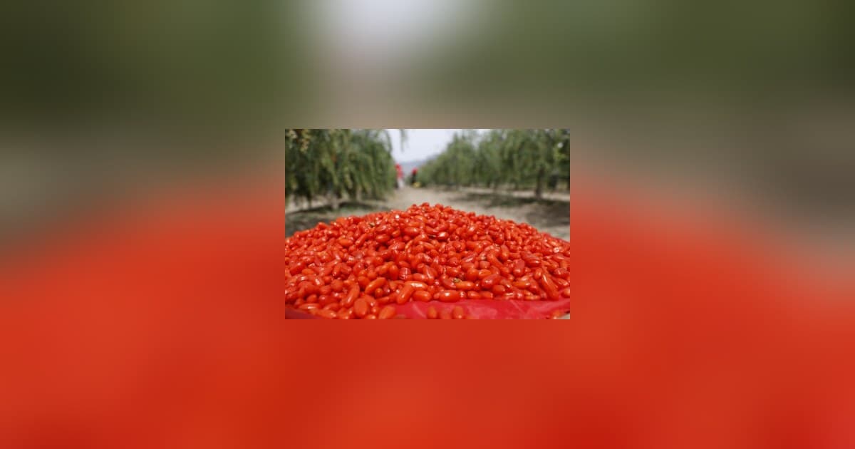 Ningxia Goji Berry Industry Transforms with Breakthrough Preservation Technology