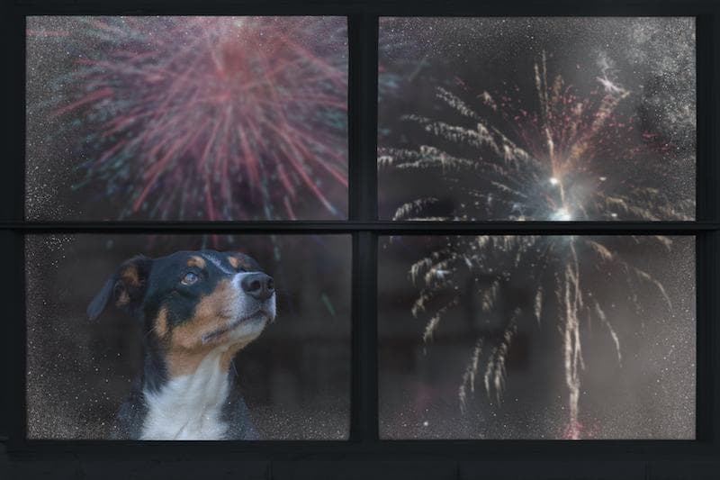 Rover Survey Shows Fireworks Anxiety Is a Top Concern for Pet Owners, Prompting Changes in Holiday Plans