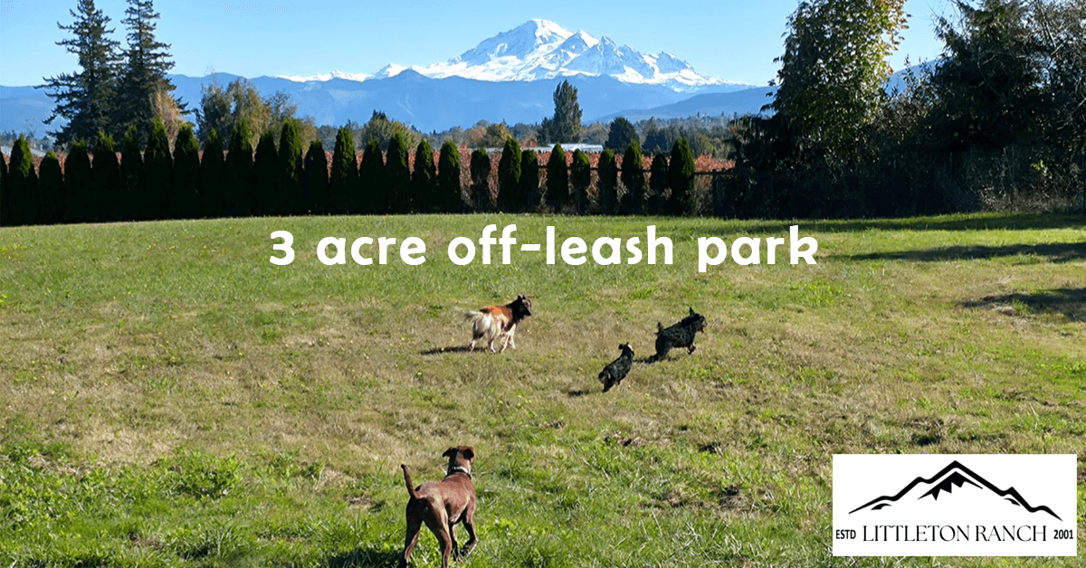 Former Breeding Facility Transforms into Nonprofit Rescue Hub to Address Animal Welfare Crisis